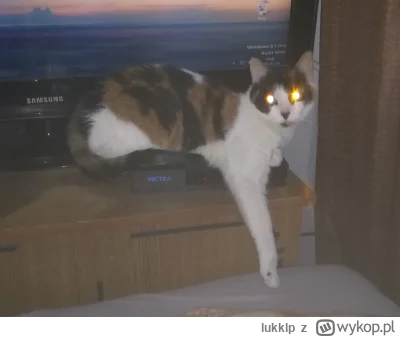 lukklp - #koty ciężkie życie domowego kotka :-) jak tu się ułożyć na tym małym cieplu...