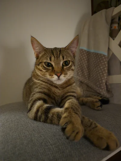 remlezar - #pokazkota #kot #kitku

Kot typu "długo jeszcze będziesz robił te zdjęcia?...