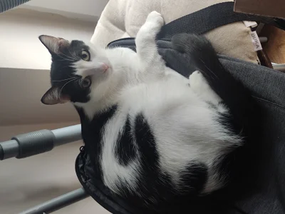 Bebosz - @BrandyBuck00: Oddawaj Beba! ( ͡° ͜ʖ ͡°)