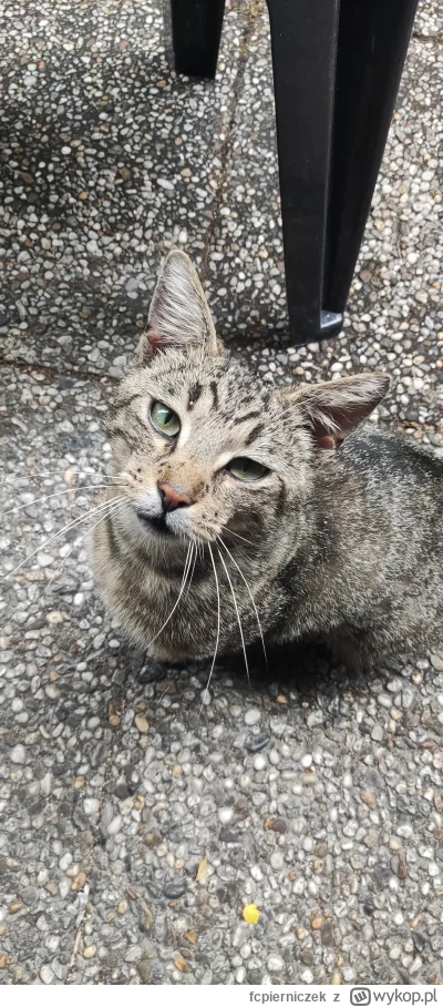 fcpierniczek - Ciągle przychodzi pod drzwi i drze ryja nawet jak dostanie jeść #koty