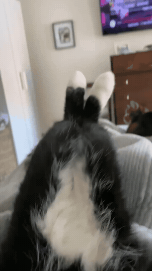 jestemtakizmeczony - te łapki to b--ń masowego rozczulania