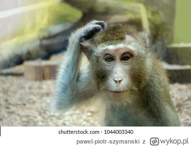 pawel-piotr-szymanski - @wyginam-do-drawska: no małpa