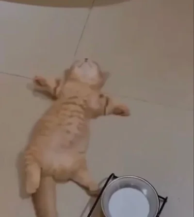 PorzeczkowySok - trochę za dużo makaronu z serem i warzywami
SPOILER