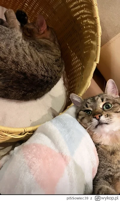 piSSowiec39 - @vateras131: Już Stefania wywaliła z kosza Stepana.