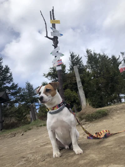 ziolo20 - #pies #pokazpsa #gory Fajne te Skrzyczne