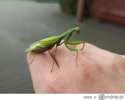 naps - O kurde! Takie zwierzątko mnie dzisiaj nawiedziło w robocie. Nawet nie wiedzia...