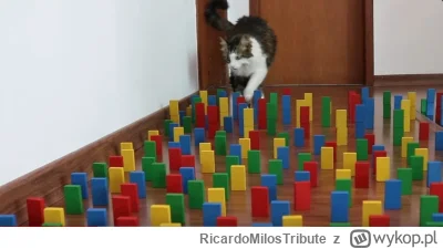 RicardoMilosTribute - koty są ciekwe np taki labirynt przejdzie tak że nie ruszy ani ...