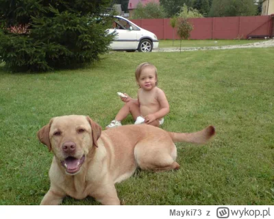 Mayki73 - Labradory to psy które mają dużo wad ale więcej zalet dla nas jako ludzi Co...