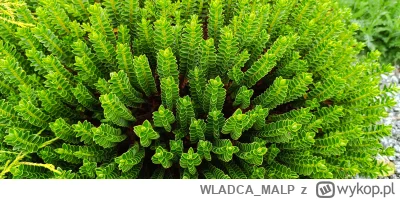 WLADCA_MALP - #natura #zdjeciatarzana