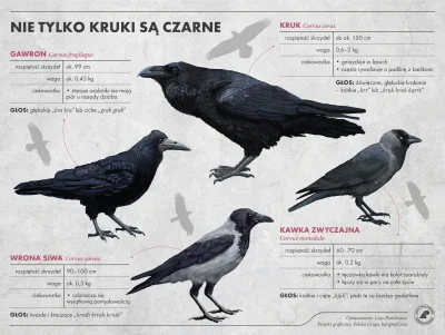 mixererek - >a to nie kruk?

@odidouo1: zazwyczaj jak ktoś widzi czarnego ptaka i mow...