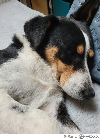 M.....s - Spanko w ten deszczowy dzień jest wskazane 
#pies