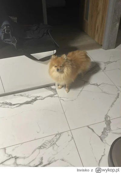 Invisko - #przegryw obudziłem moją perełkę przypadkiem