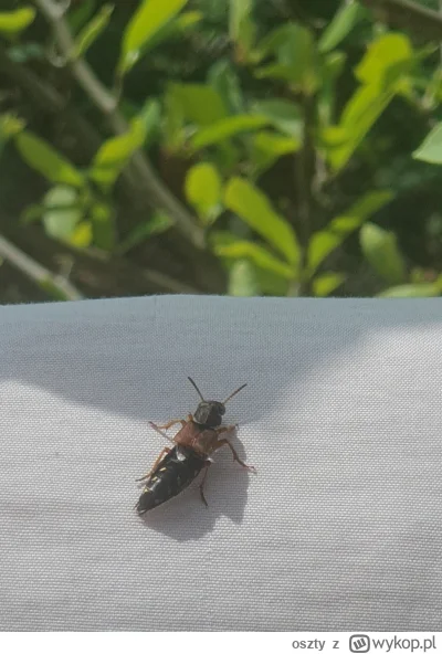 oszty - Co to za dziwny stwór mnie odwiedził? Mam się bać? 
#owady #ciekawostki #smie...