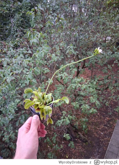 WyrobyDrobiowe - @wonsz337 a moja zakwitła ale z dnia na dzień wygląda coraz mniej zd...