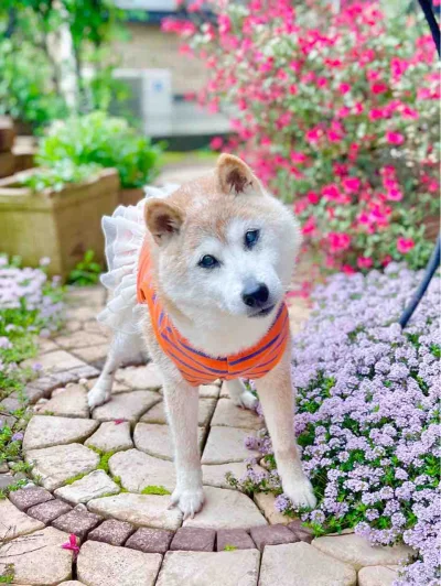 secs - Z bloga właścicielki:

Dziękuję, Kabo-chan!

Kabo-chan dziś, 24 maja o godzini...