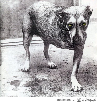 misioneos - @widzialapan: prawie jak z okładki Alice in Chains xD