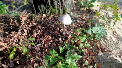 piotr-glabik - #dzialka #grzyby #grzybobranie #grzybki

Mirki i Mirkowe kobiety ( ͡° ...