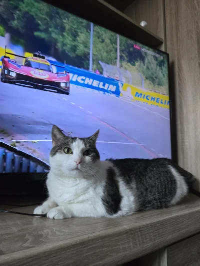 Solsith - #pokazkota #spaslak jakie 24h dawaj saszete(╯°□°）╯︵ ┻━┻