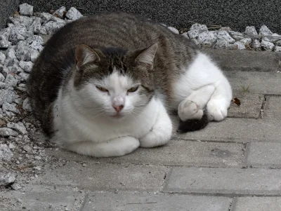 SatanWasa_Babyboomer - Hej piękny draniu

#kot #kitku #koty #koteczkizprzypadku