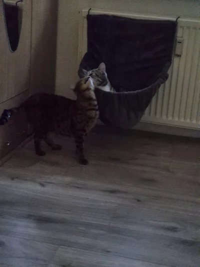 Lujdziarski - #pokazkota #dziarskikacperek o kotki