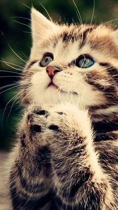 arkadi2020 - Tylko Panie Rumun bez koprofilii i prącia prosimy