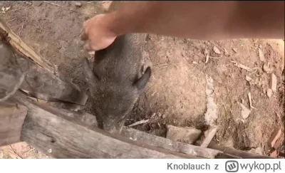 Knoblauch - @HexenHeretic tak