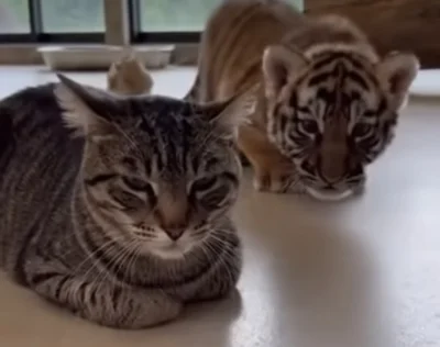 dawid-mower - #przegryw Moje koty se już wstały