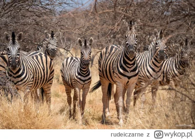 rudeiczarne - Witajcie Mireczki i Mirabelki!

Dzisiaj zabieramy Was do Namibii, z któ...