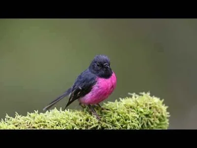 Apaturia - Różowe rudziki ♥ Skalinek czarnosterny (Petroica rodinogaster), zwany też ...