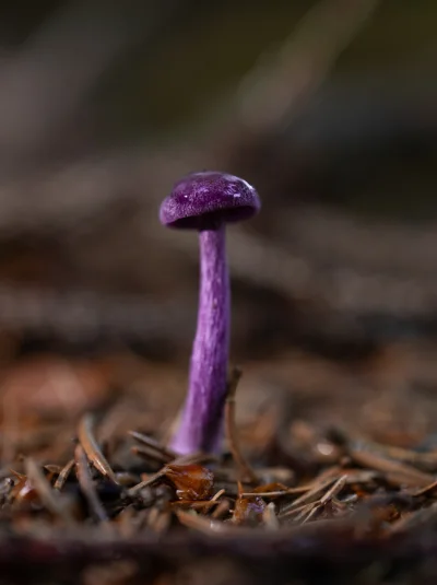 Historycznygagatek - W lasach pojawiają się pierwsze Lakówki Ametystowe (｡◕‿‿◕｡) moje...