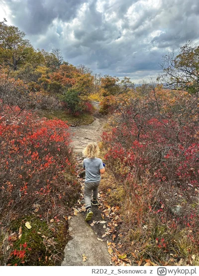 R2D2zSosnowca - @R2D2zSosnowca a z tą „złotą polską jesienią to nas kiedyś ktoś oszuk...