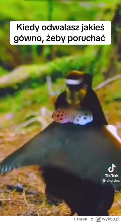 Henson_ - Rynek matrymonialny na obecną chwile
Wszystko zepsute przez beciakow i sper...