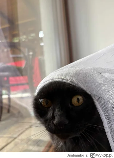 Jimbambo - Za każdego plusa kotek dostaje 1 zł na podróż poślubną. 
Sprawdźmy czy poj...