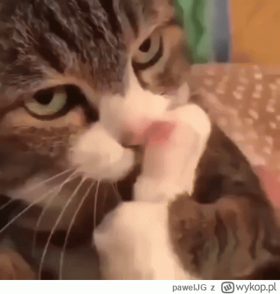 pawelJG - st00pkarz! 
#stopyboners #koty #heheszki
