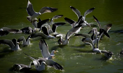 xvprvx - #ptaszkowpis #fotografia