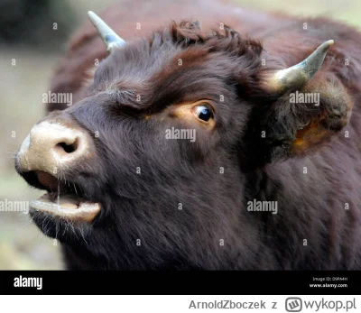 ArnoldZboczek - Kiedy słyszysz, że AI poleca krowie jajka jako dobre źródło białka: