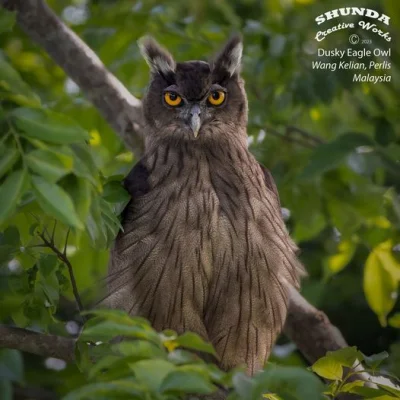 Lifelike - Puchacz brunatny (Bubo coromandus)
Autor
#photoexplorer #fotografia #ornit...