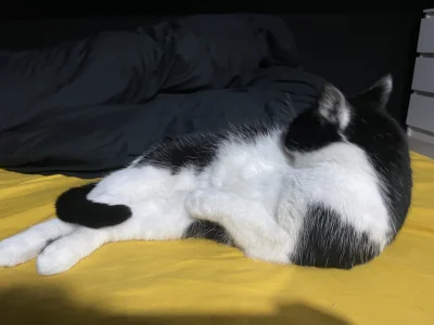 nekoenjoyer - kocham jom (｡◕‿‿◕｡)
SPOILER
#koty