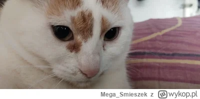 Mega_Smieszek - Żabcia typu kotełkowego ᶘᵒᴥᵒᶅ


#koty #pokazkota