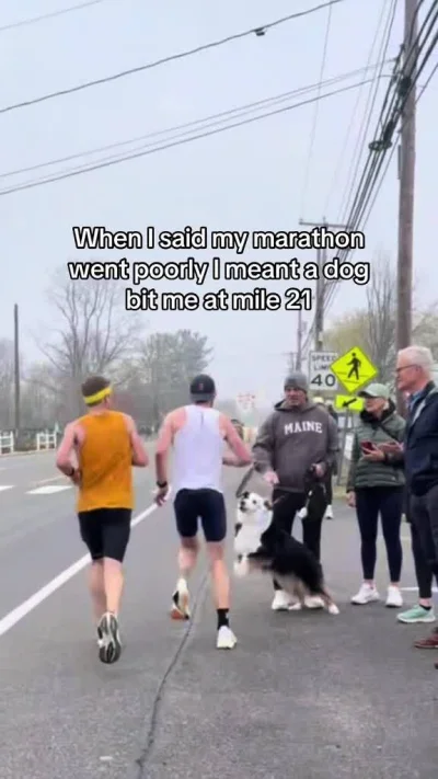 greedy_critic - Statystycznemu psiarzowi brakuje pomyślunku żeby odsunąć się z pieski...