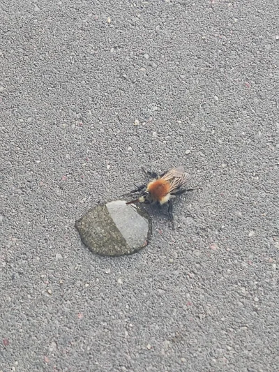 teoretyk_peklunku - Huop poszedł na obchód i zobaczył ranna pszczołę na chodniku. Prz...