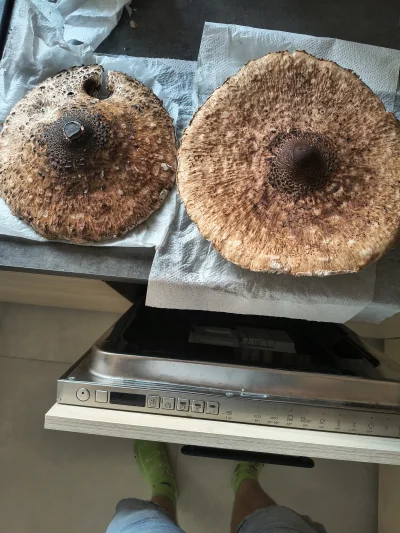 scofield92 - Kanie prawda? Korzeń pusty
#grzyby #grzybobranie