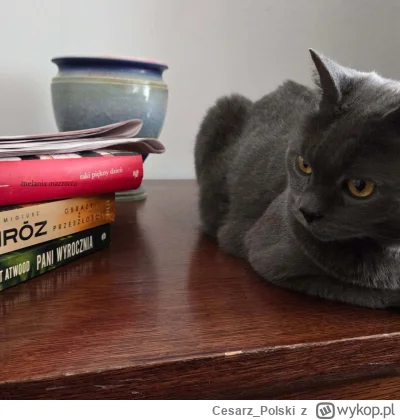 Cesarz_Polski - #kotekwrocek #wroclaw