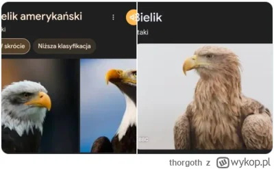 thorgoth - @Polnischefuhrer: bielik to bielik, na wuj drążyć temat