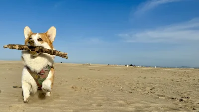 janusz_glazurnik - Piesek typu plażowego #codziennypiesek #cosziennybakus #psy #pies ...