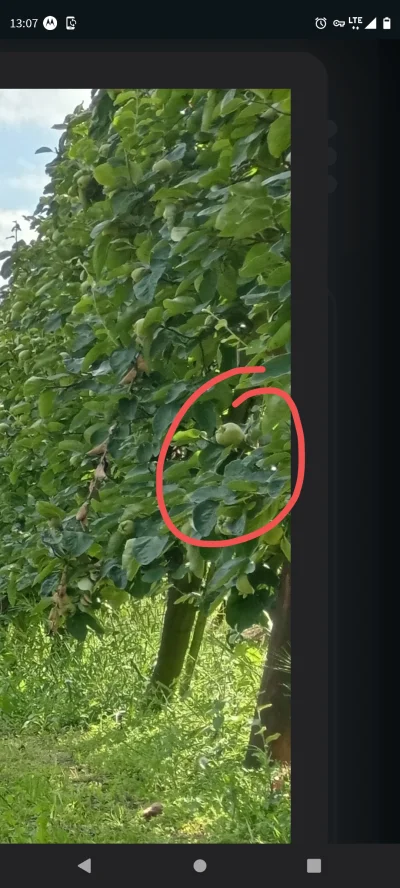 M.....i - @SmokStarodawny: Dziwne te winogrona