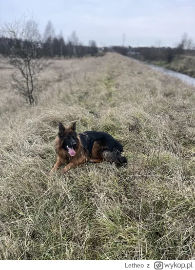 Letheo - #spierdotrip