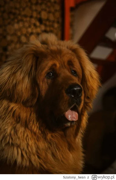 SzalonyIwan - @biszkoptowypies_obronny niecałe 8 miesiecy , mastiff tybetański