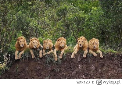 wjtk123 - Gdyby kręcić film wojenny, historia życia lwów z tego zdjęcia mogłaby służy...