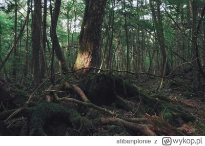 alibanplonie - Przyjdzie czas kiedy drzewa będą domem dla wisielców.
#przegryw